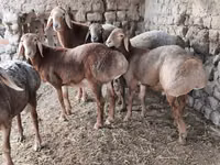 Bélier, Arashan sheep — photo 6