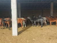 حصان, Horse breed — الصورة 5