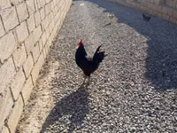 Chickens — foto 5