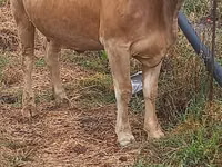 Krowa, Swiss cattle — zdjęcie 2
