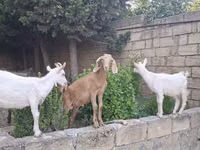 تيس, الماعز — الصورة 3