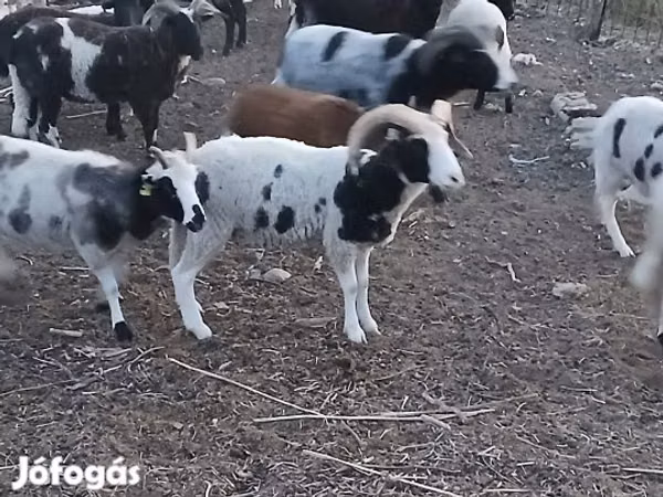 ஆண் ஆடு, Jacob's sheep