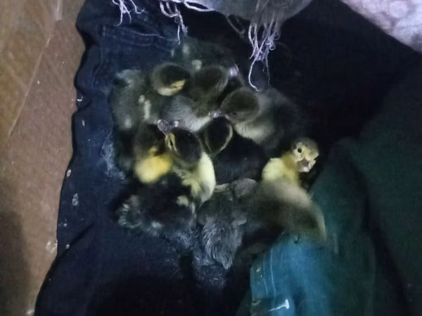 Ducks