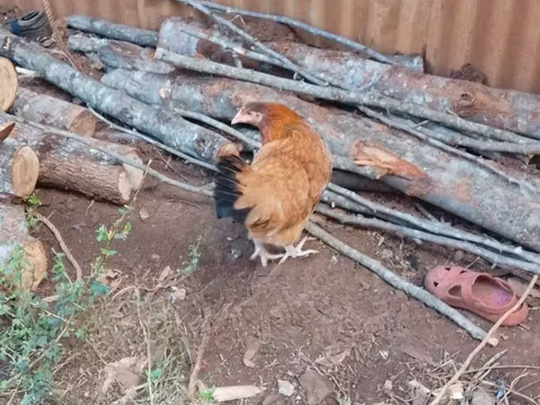 Shamo chickens