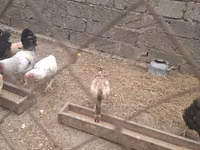 Chickens — الصورة 3