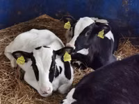 मवेशी (लॉट, लिंग निर्दिष्ट नहीं), Simmental cattle — फ़ोटो 5