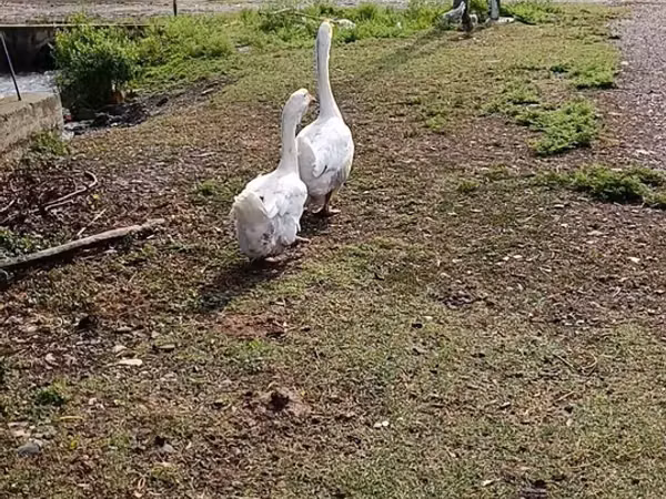 Geese — Azerbaïdjan