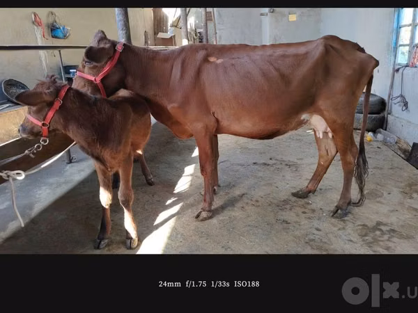 गाय, मवेशी
