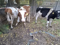 Cattle (batch, sex not specified), Cattle — photo 6