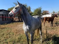 At, Atlar — foto 1