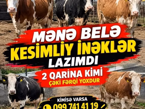 雌牛, Simmental cattle