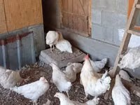 Chickens — الصورة 3