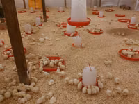 Chickens — zdjęcie 1