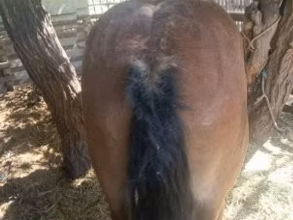 Horse (M), Horses