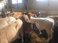 Taureau, Simmental cattle — photo 5