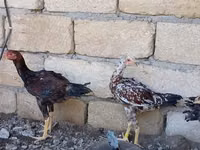 Chickens — الصورة 1