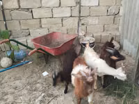 Cabra, Cabras — foto 4
