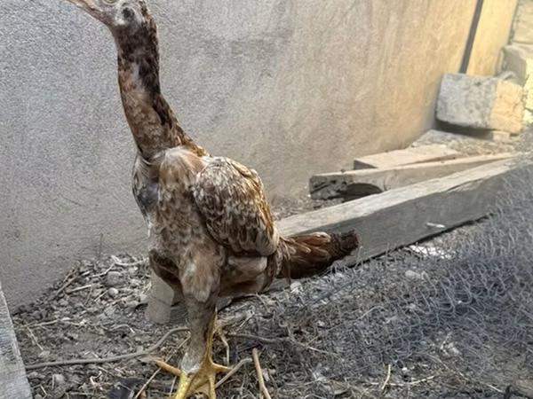 Chickens — أذربيجان