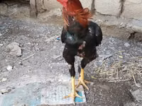 Chickens — foto 3