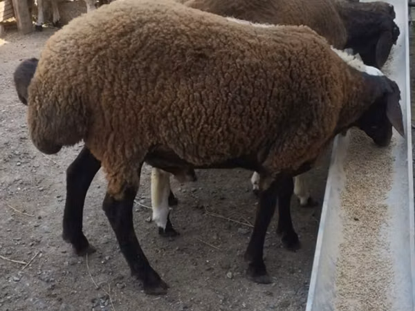Bélier, Blackheaded Persian sheep