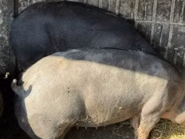 Sow, Pigs