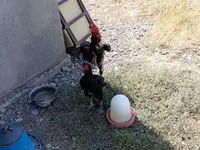 Chickens — Foto 4