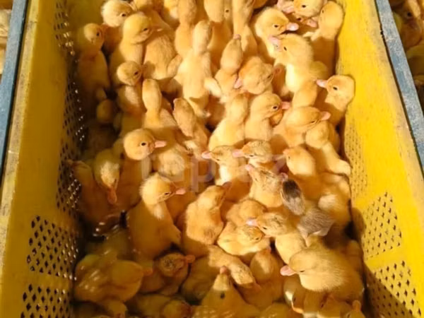 Ducks — Azerbaïdjan
