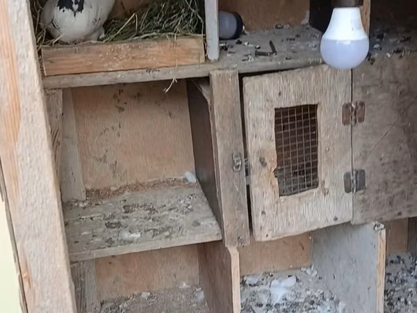 Birde problemi qapısın srublamalisiz Taxta göyərçin yuvası/qəfəs