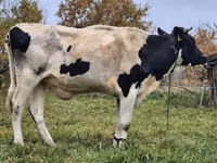 母牛, Russian Black pied cattle — 照片 1