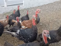 Turkeys — foto 1