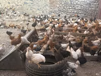 Chickens — Foto 5