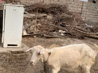 Cabra, Saanen goat — foto 6