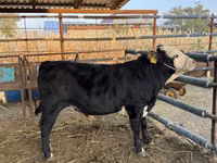 ثور, Simmental cattle — الصورة 2