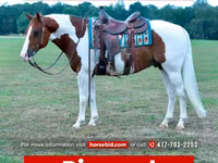 Айғыр, Quarter Horse — 1-сурет