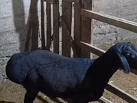 Ram, Hissar sheep — photo 3