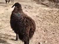 母羊, Sheep — 照片 2