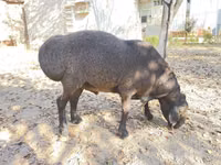 Bélier, Hissar sheep — photo 3