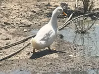 Ducks — zdjęcie 1