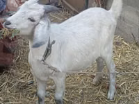 山羊（批次，未指定性别）, Goats — 照片 1