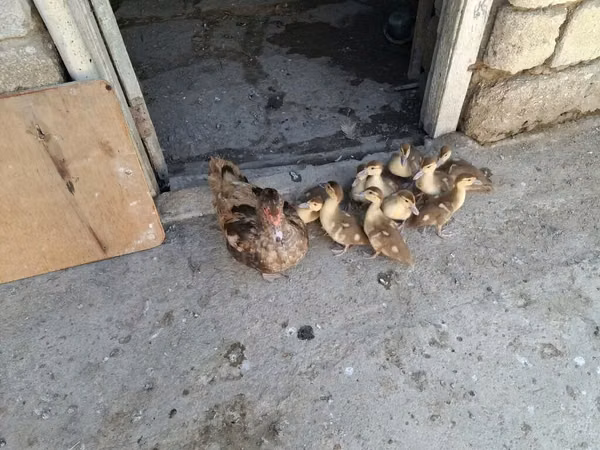 Ducks — Azerbaijão