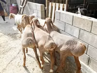 Oveja, Arashan sheep — foto 5