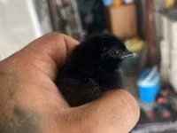 爪哇黑鸡 — 照片 2