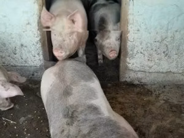 Świnie (partia, płeć nieokreślona), Świnie