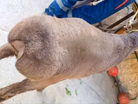 公羊, Hissar sheep — 照片 4