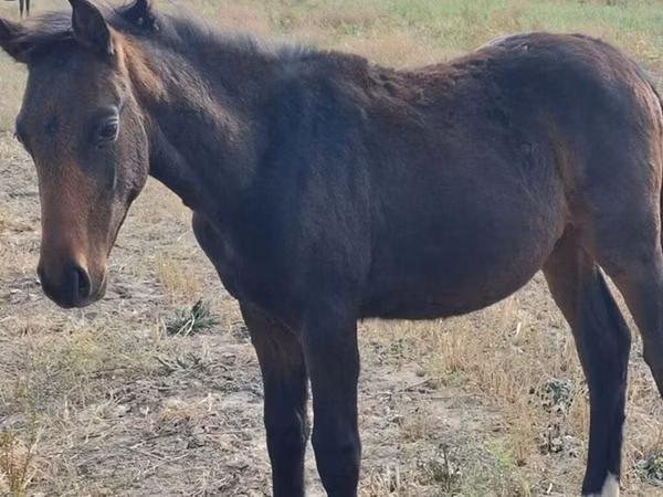 Kůň, Thoroughbred horse