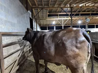 Krowa, Brahman — zdjęcie 6