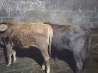 Touro, Aberdeen-Angus — foto 7