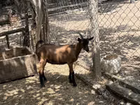 Boucs, Alpine goat — photo 3