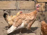 Turkeys — foto 5