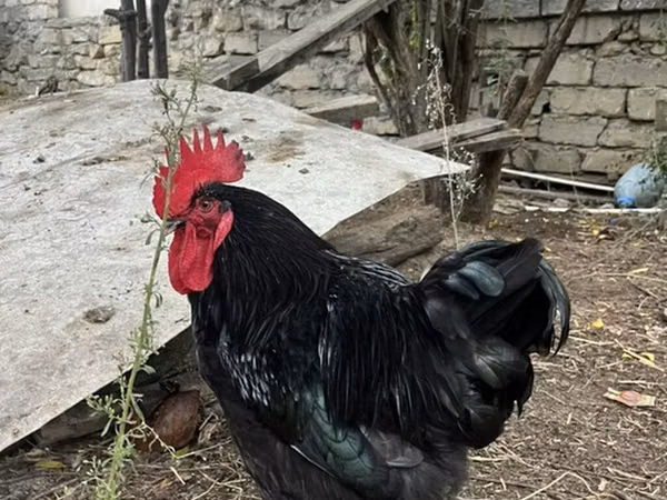 Chickens